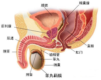 生殖手术